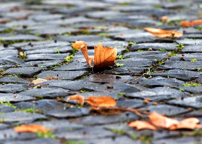maple leaf leaves