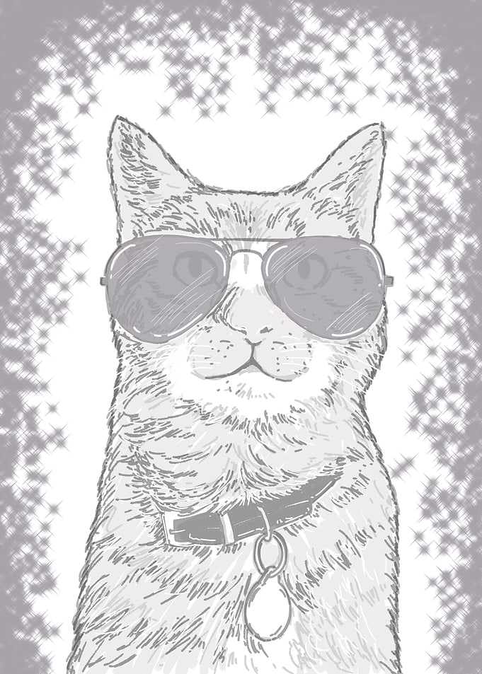 Cat sunglasses