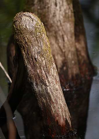 Cypress Knees