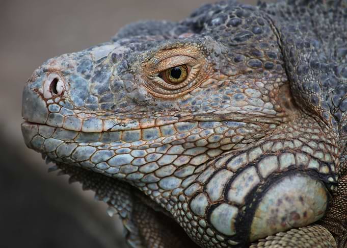 Iguana Fauna