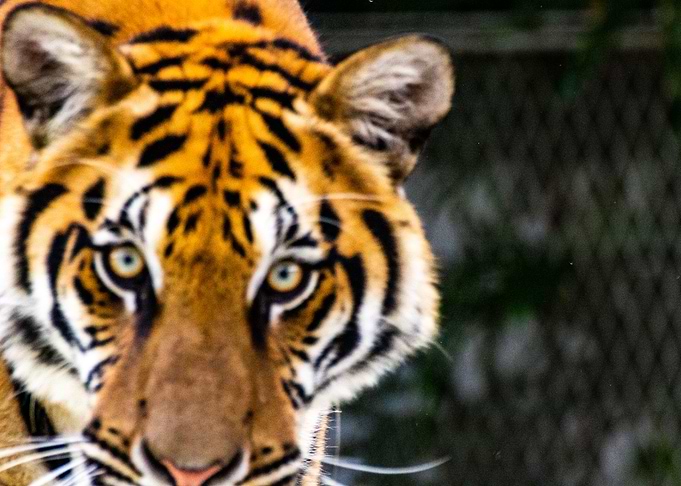 Large tigers head