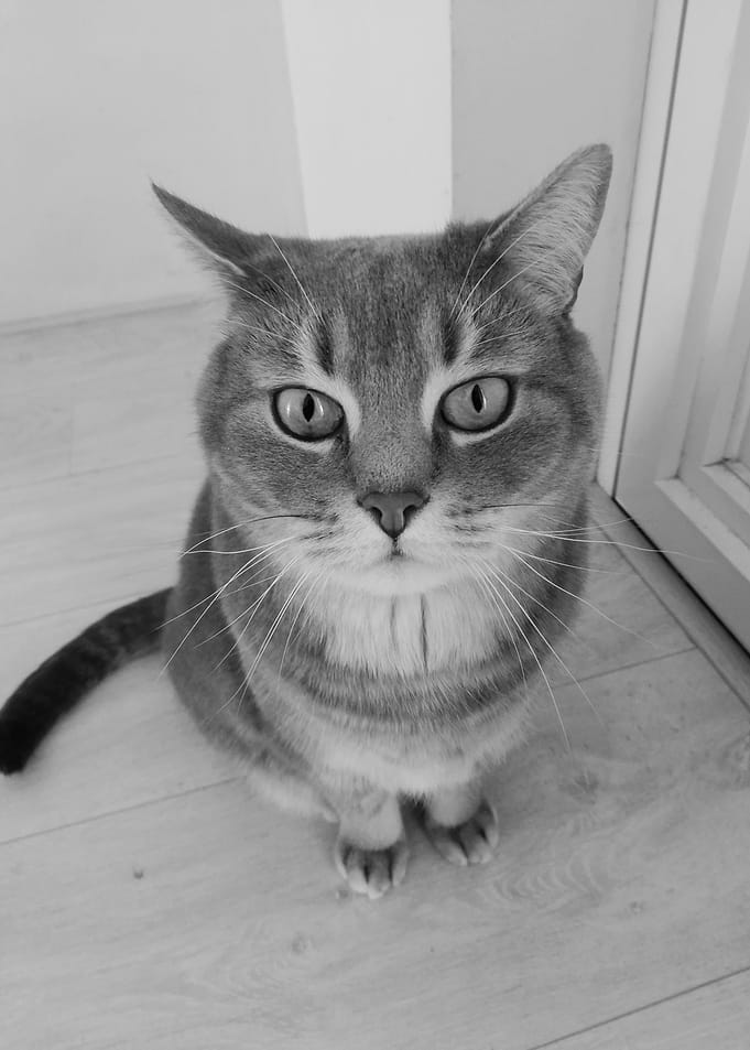 Grey cat mug shot