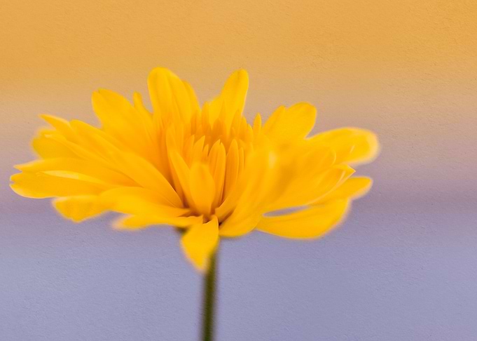 Chrysanthemum