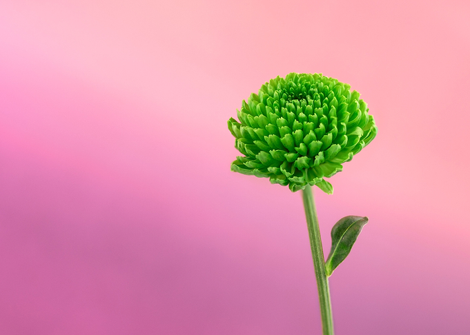 Green flower