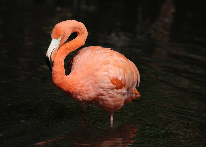 American Flamingo