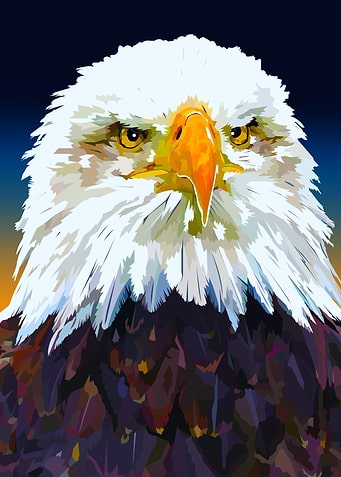 American Bald Eagle