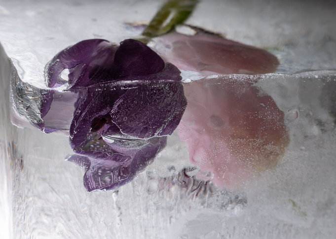 Mixed Tulips in ice 2