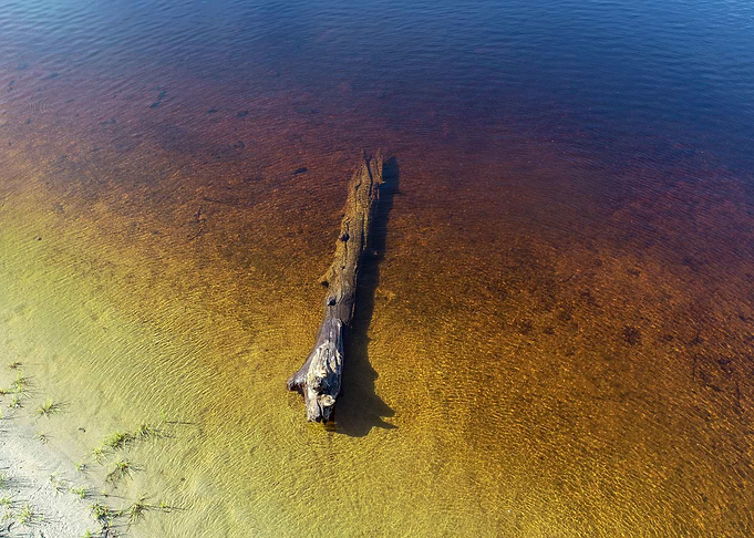 Tree in The water