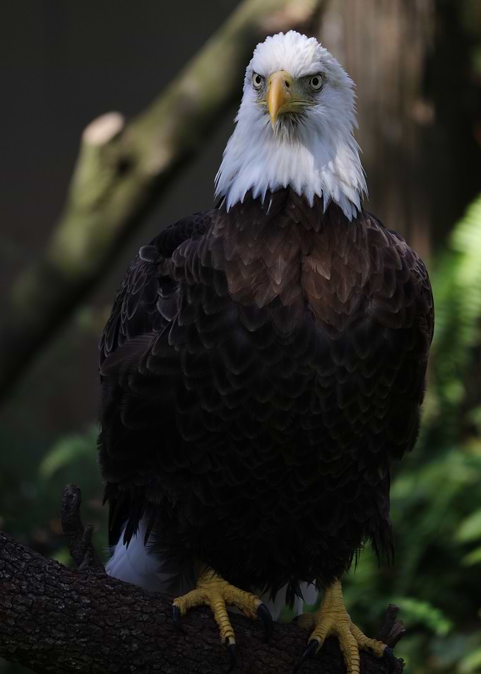 American Bald Eagle