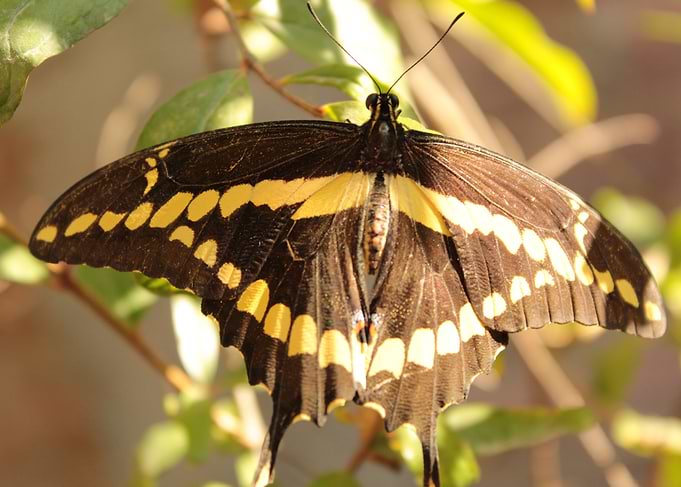 Mariposa al sol