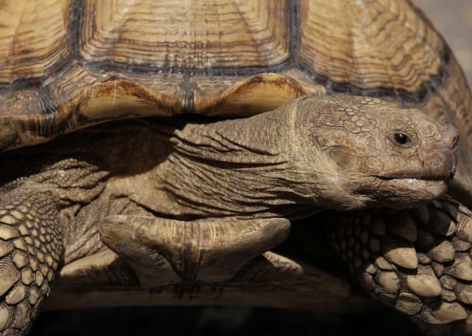 tortoise