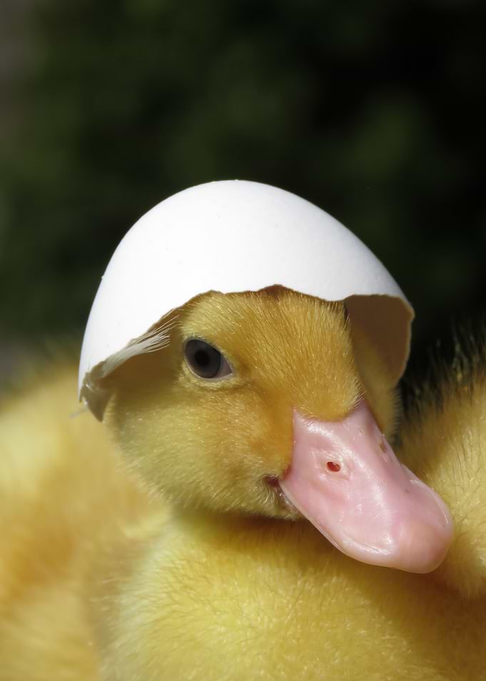 Duck shell