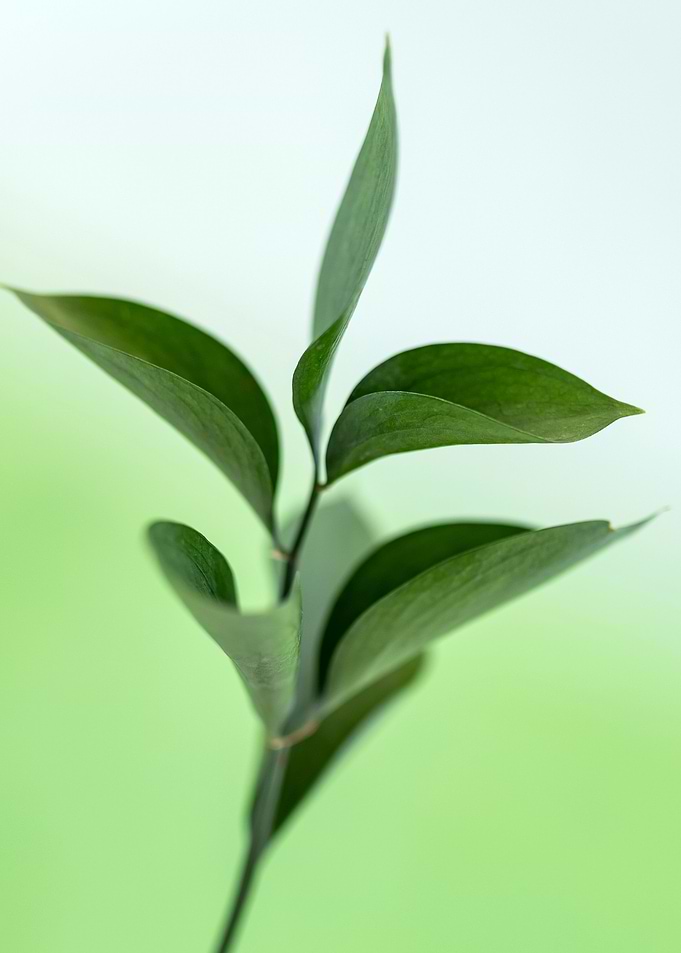 Leaves