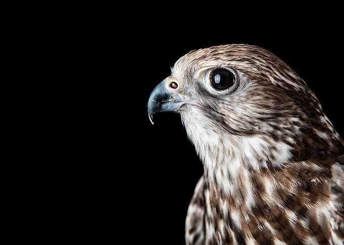 Saker Falcon