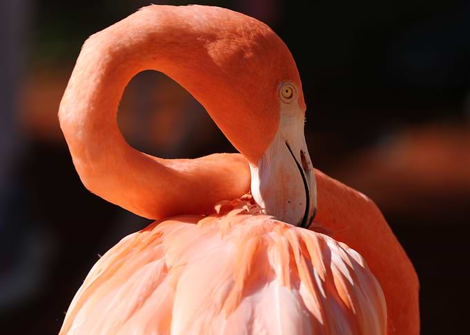 Flamingo beauty