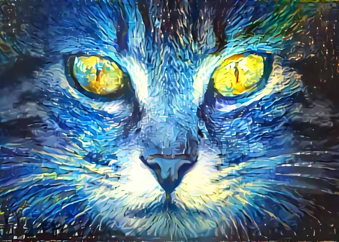 Vinsent cat