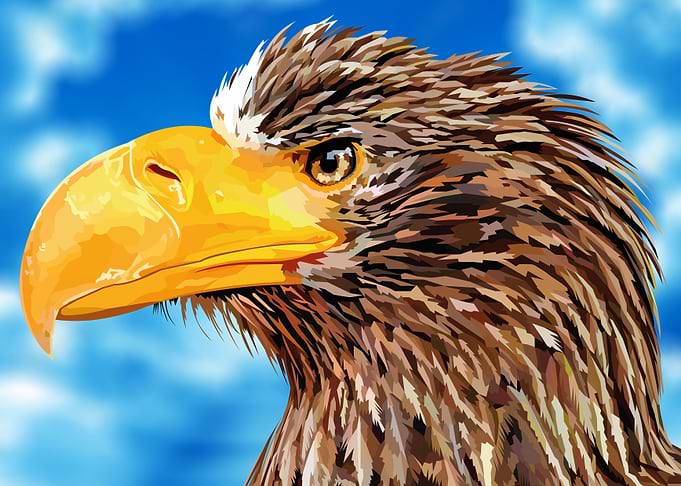 Young strong eagle