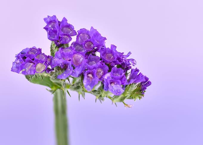 Lilac Flower