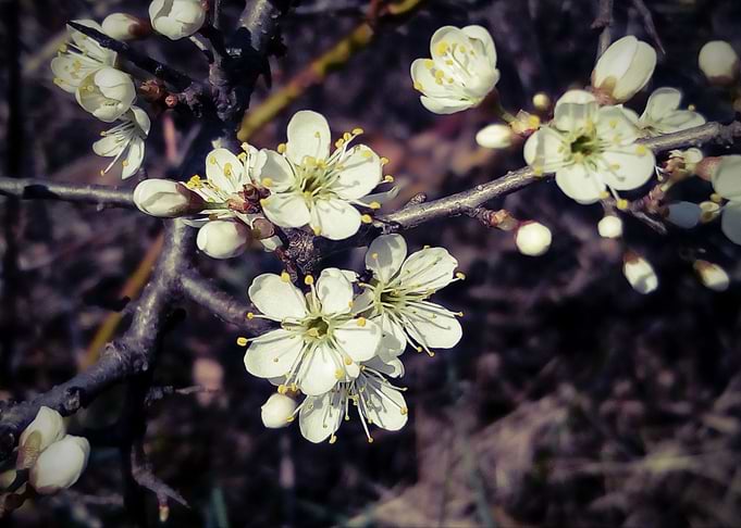 Hawthorn flowers