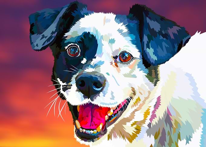 Black and white happy dog