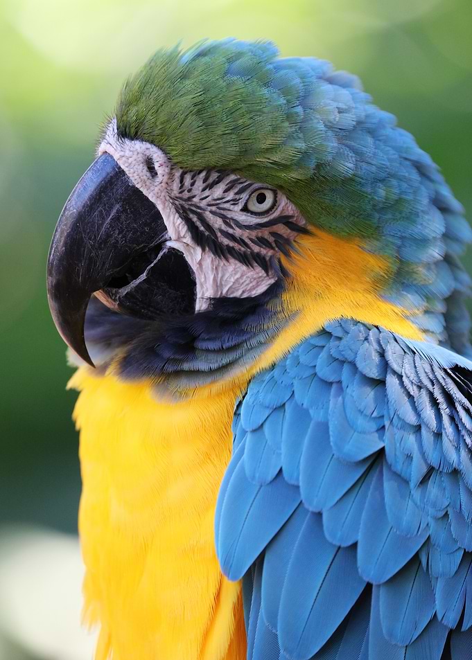 Blue Gold Macaw