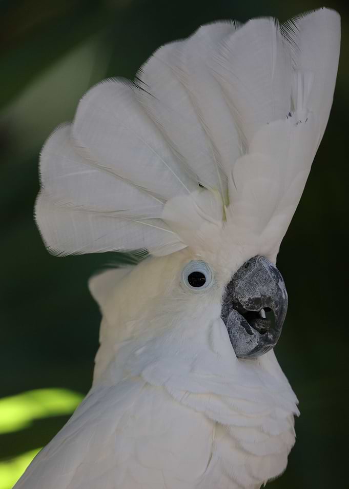 Cockatoo