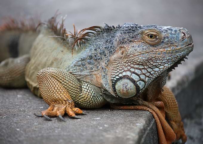 Iguana Fauna