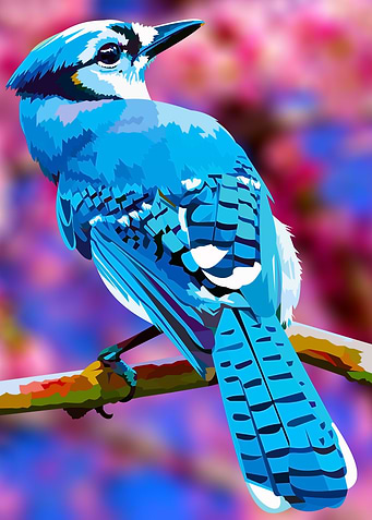 Blue Jay