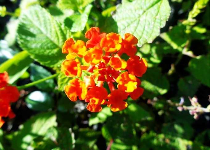 FLOWER
