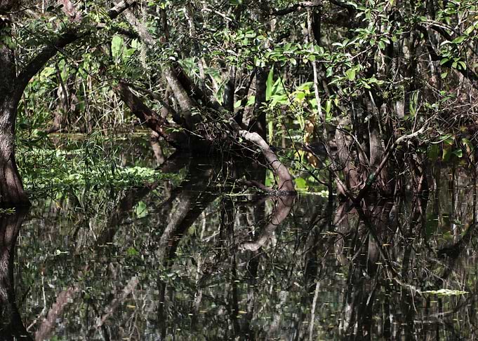 Florida nature