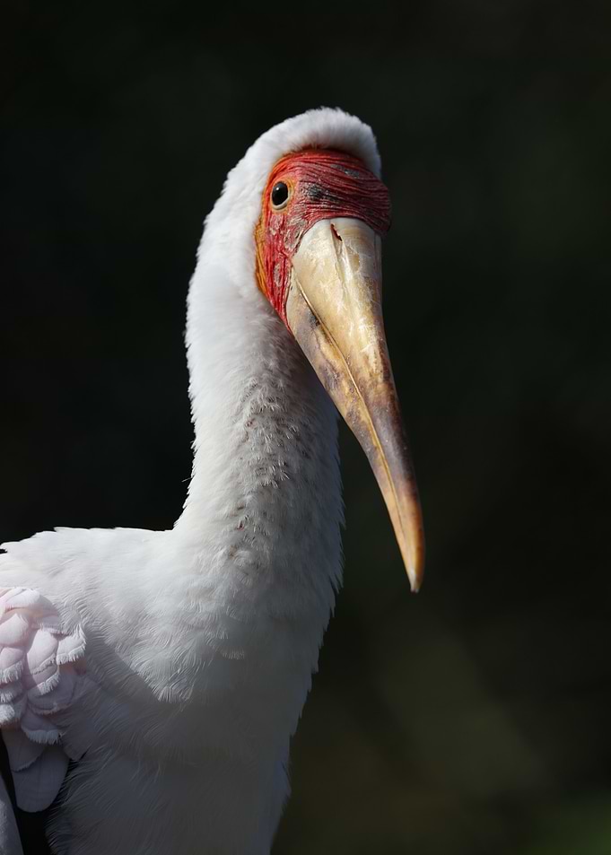 The Stork