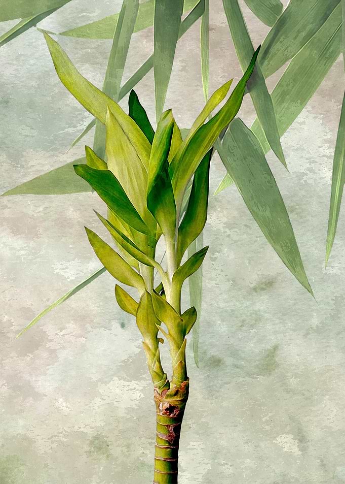 Bamboo sprout tender