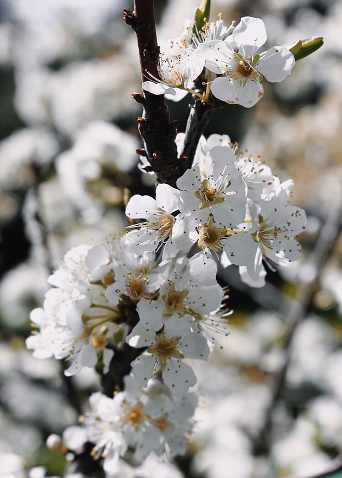 Blossoms I
