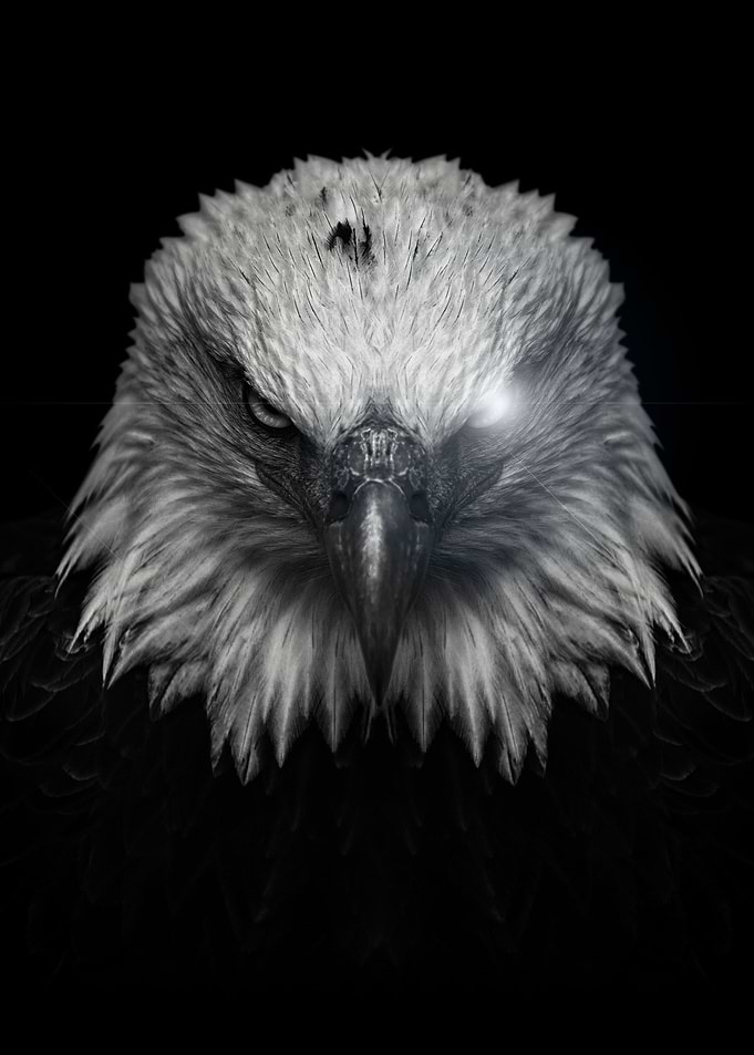 angry eagle poster