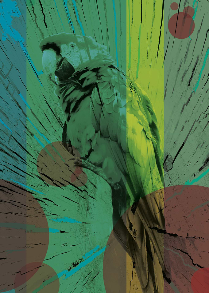 Parrot