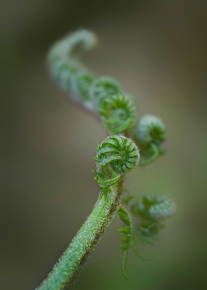 Fern Curl