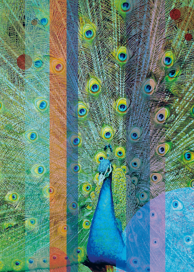 Peacock