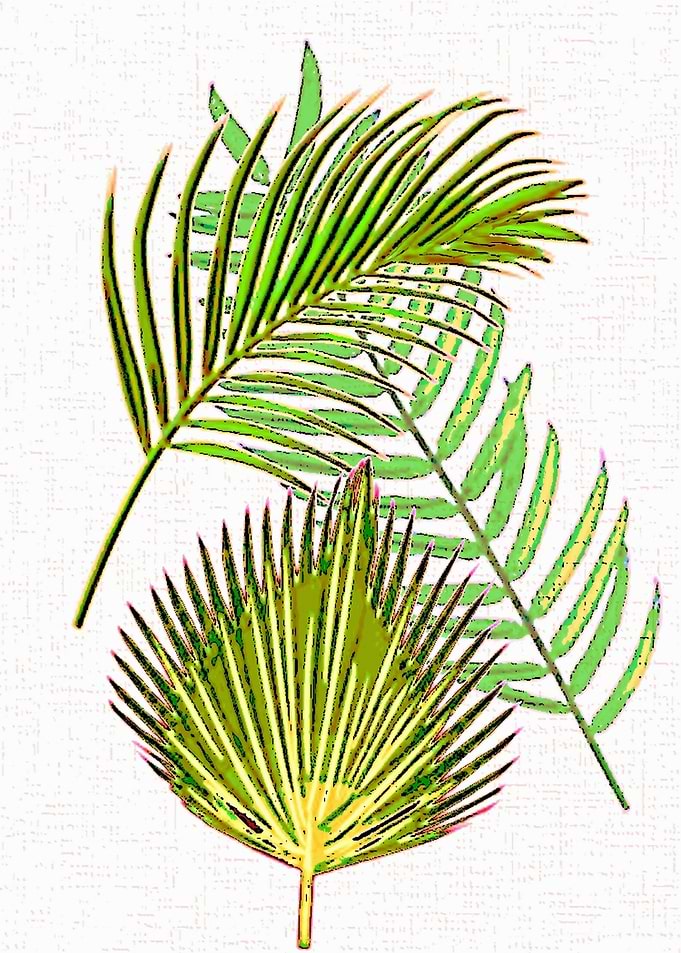 Tropical leaves
