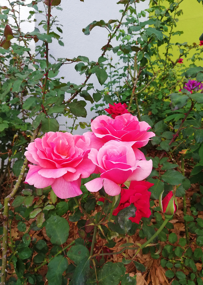 Soft roses