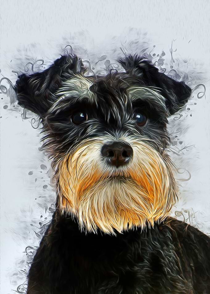 Miniature Schnauzer