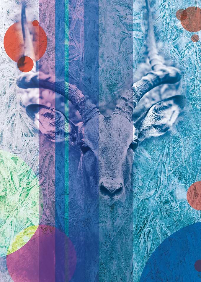 Ibex