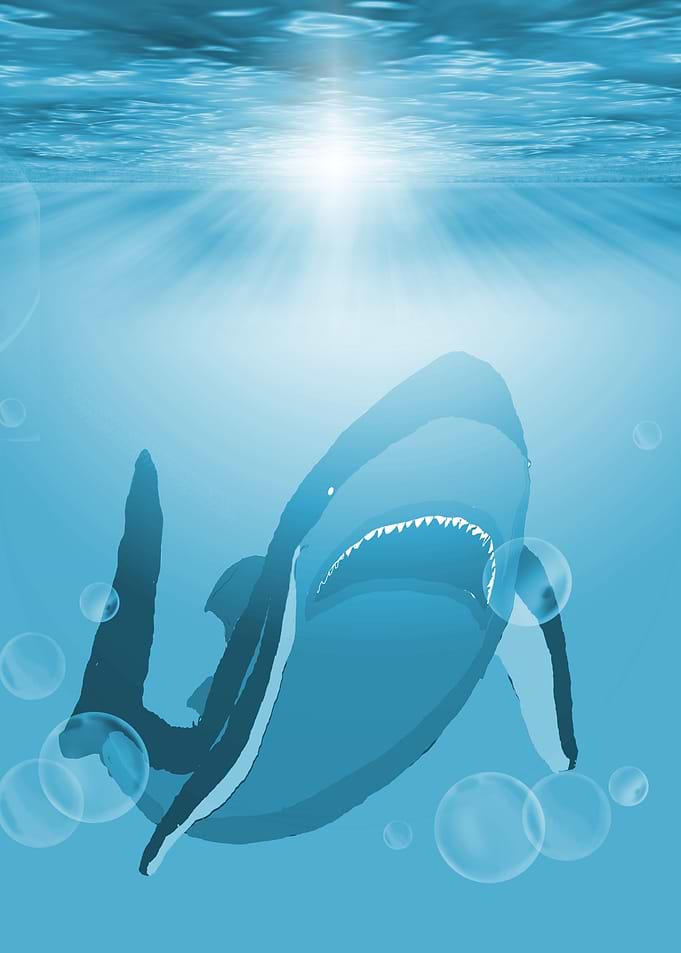 The Shark
