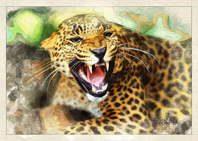 leopardo