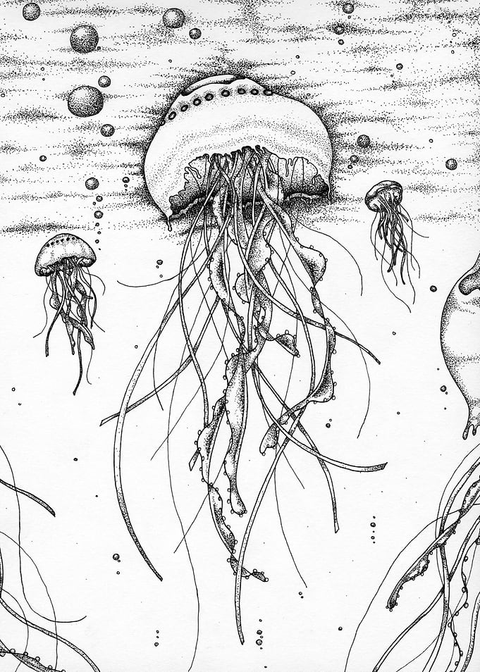 Jellyfish underwater