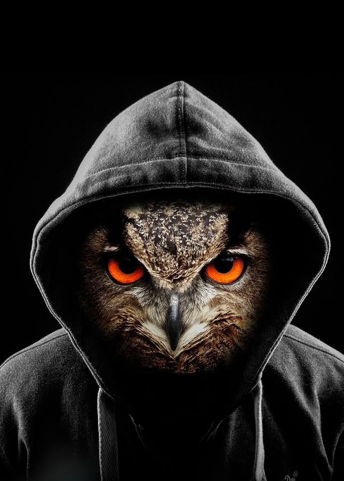Owl in sweatshirt