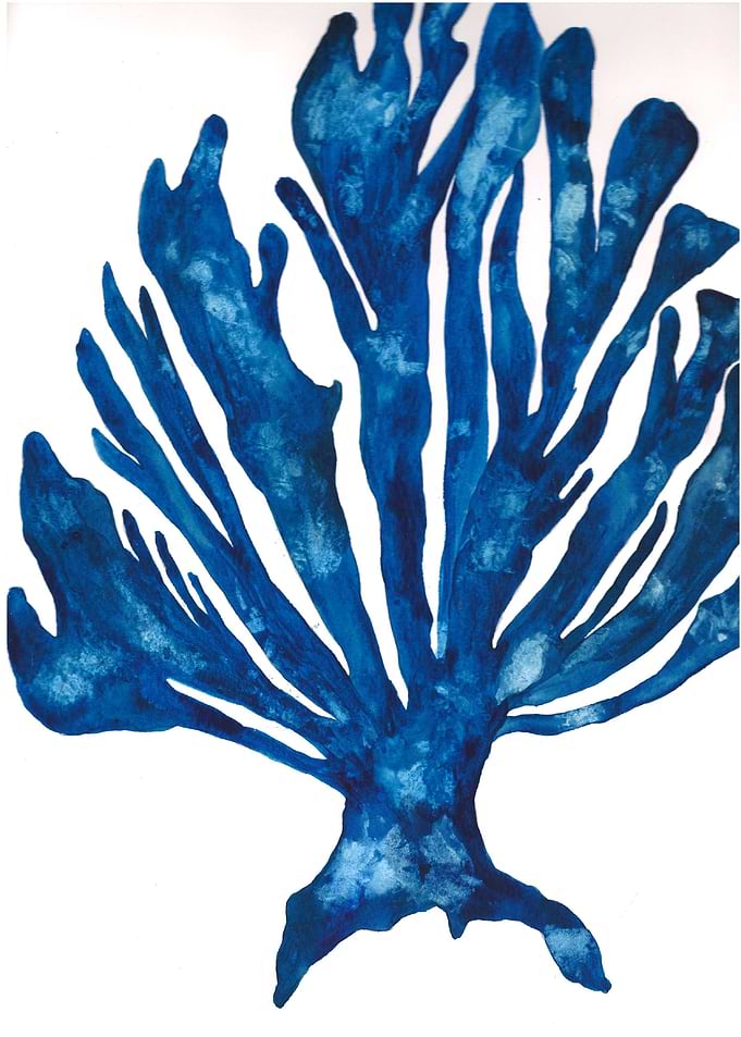 Blues sea coral