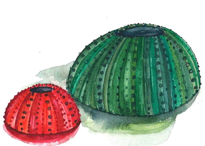 Sea Urchin green