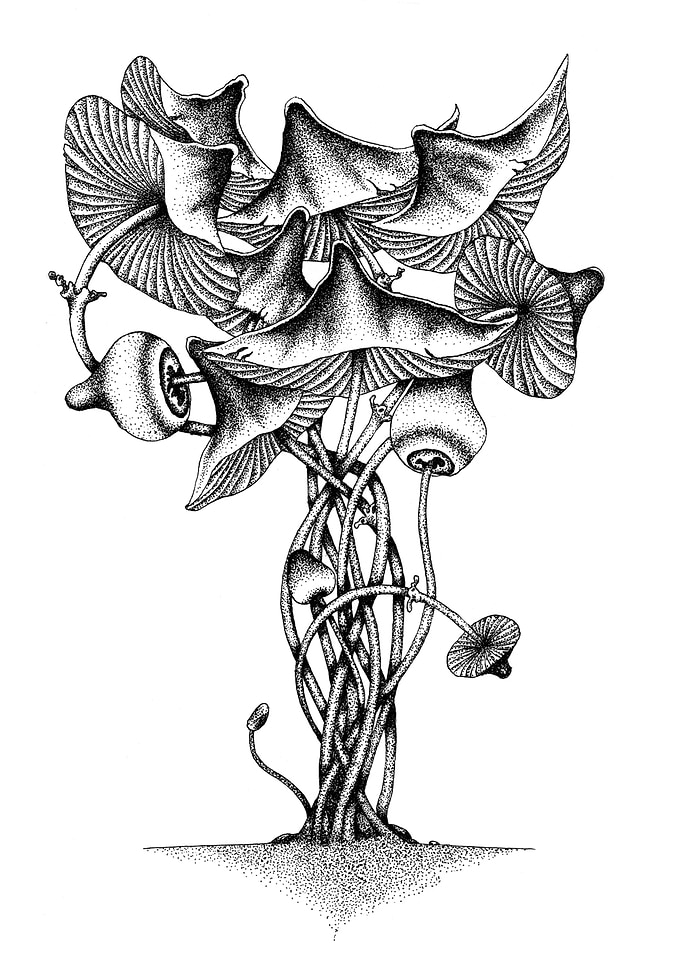 Black poisonous mushrooms