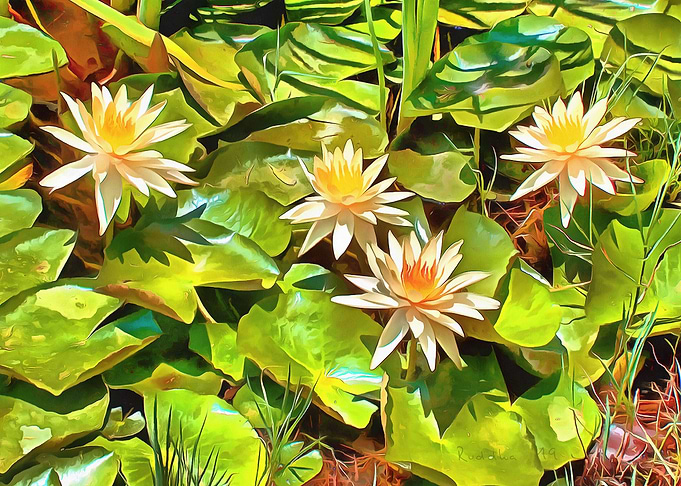Golden Water Lilies