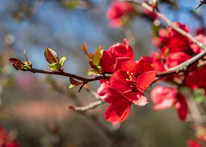 Spring blooming